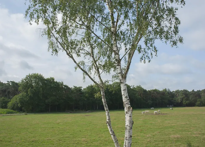 Recreatiepark De Boshoek 3* Voorthuizen